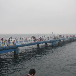 オリジナルメーカー海づり公園(市原市海づり施設) 釣果