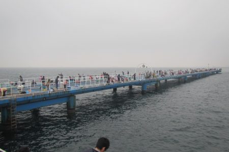 オリジナルメーカー海づり公園(市原市海づり施設) 釣果