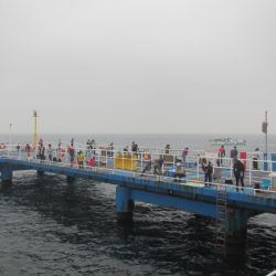オリジナルメーカー海づり公園(市原市海づり施設) 釣果