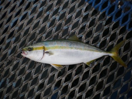 オリジナルメーカー海づり公園(市原市海づり…