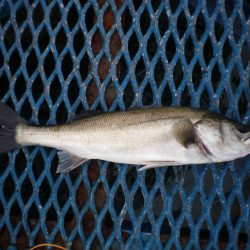 オリジナルメーカー海づり公園(市原市海づり施設) 釣果
