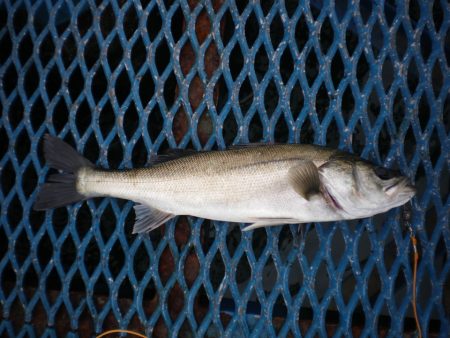 オリジナルメーカー海づり公園(市原市海づり施設) 釣果