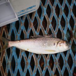 オリジナルメーカー海づり公園(市原市海づり施設) 釣果