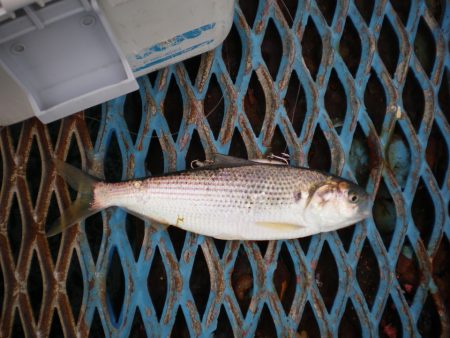 オリジナルメーカー海づり公園(市原市海づり施設) 釣果