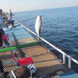 オリジナルメーカー海づり公園(市原市海づり施設) 釣果