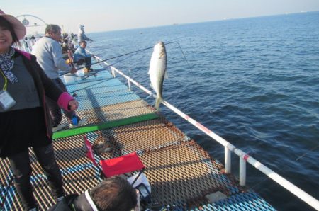 オリジナルメーカー海づり公園(市原市海づり施設) 釣果