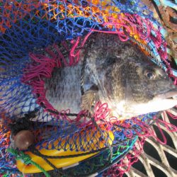 オリジナルメーカー海づり公園(市原市海づり施設) 釣果