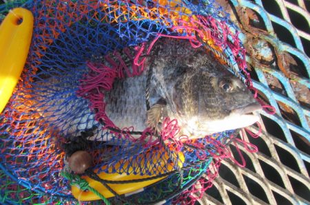 オリジナルメーカー海づり公園(市原市海づり施設) 釣果