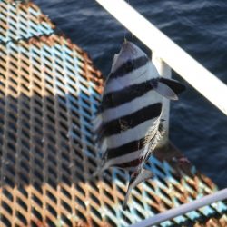 オリジナルメーカー海づり公園(市原市海づり施設) 釣果