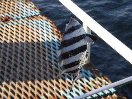 オリジナルメーカー海づり公園(市原市海づり施設) 釣果