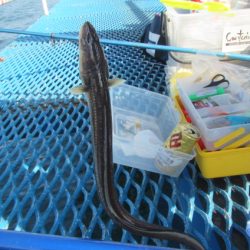 オリジナルメーカー海づり公園(市原市海づり施設) 釣果