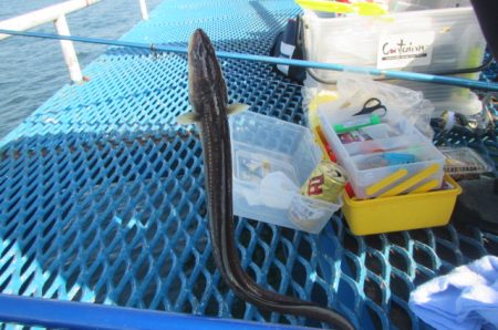 オリジナルメーカー海づり公園(市原市海づり施設) 釣果