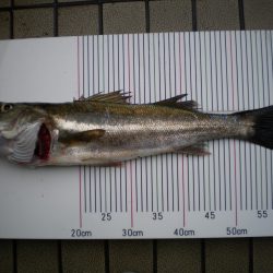 オリジナルメーカー海づり公園(市原市海づり施設) 釣果