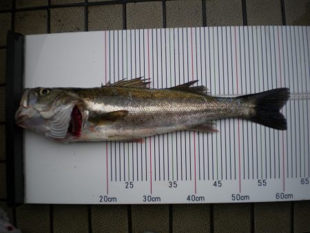 オリジナルメーカー海づり公園(市原市海づり施設) 釣果