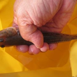 オリジナルメーカー海づり公園(市原市海づり施設) 釣果