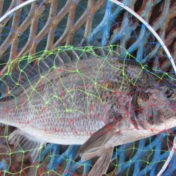 オリジナルメーカー海づり公園(市原市海づり施設) 釣果