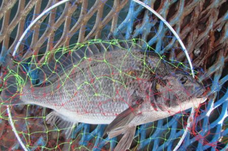 オリジナルメーカー海づり公園(市原市海づり施設) 釣果