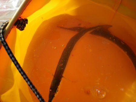 オリジナルメーカー海づり公園(市原市海づり施設) 釣果