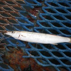 オリジナルメーカー海づり公園(市原市海づり施設) 釣果