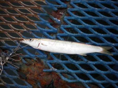 オリジナルメーカー海づり公園(市原市海づり施設) 釣果