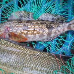 オリジナルメーカー海づり公園(市原市海づり施設) 釣果