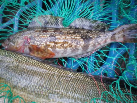 オリジナルメーカー海づり公園(市原市海づり施設) 釣果