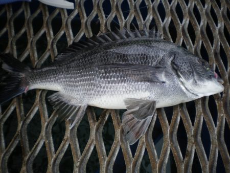 オリジナルメーカー海づり公園(市原市海づり施設) 釣果