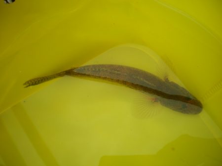 オリジナルメーカー海づり公園(市原市海づり施設) 釣果