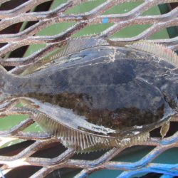 オリジナルメーカー海づり公園(市原市海づり施設) 釣果