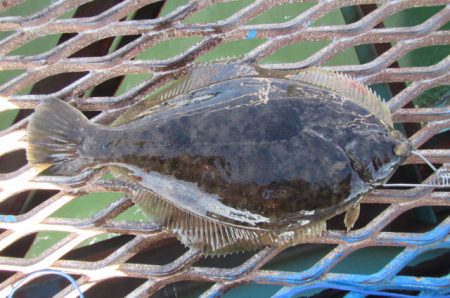 オリジナルメーカー海づり公園(市原市海づり施設) 釣果