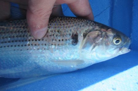 オリジナルメーカー海づり公園(市原市海づり施設) 釣果
