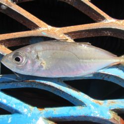 オリジナルメーカー海づり公園(市原市海づり施設) 釣果