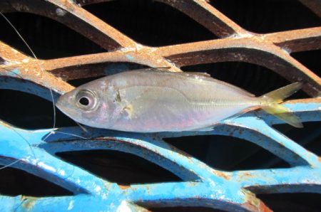 オリジナルメーカー海づり公園(市原市海づり施設) 釣果