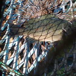 オリジナルメーカー海づり公園(市原市海づり施設) 釣果