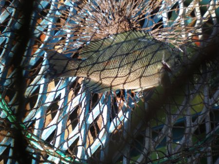オリジナルメーカー海づり公園(市原市海づり施設) 釣果