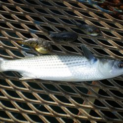オリジナルメーカー海づり公園(市原市海づり施設) 釣果