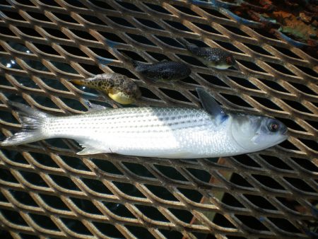 オリジナルメーカー海づり公園(市原市海づり施設) 釣果