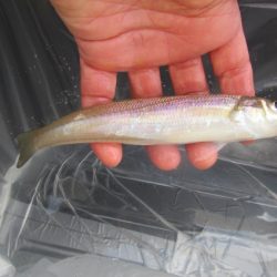 オリジナルメーカー海づり公園(市原市海づり施設) 釣果