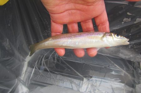 オリジナルメーカー海づり公園(市原市海づり施設) 釣果