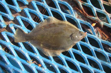 オリジナルメーカー海づり公園(市原市海づり施設) 釣果