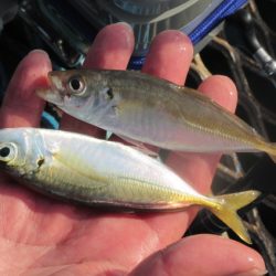 オリジナルメーカー海づり公園(市原市海づり施設) 釣果