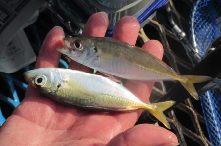 オリジナルメーカー海づり公園(市原市海づり施設) 釣果
