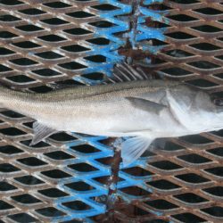 オリジナルメーカー海づり公園(市原市海づり施設) 釣果