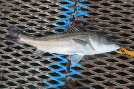 オリジナルメーカー海づり公園(市原市海づり施設) 釣果