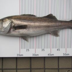 オリジナルメーカー海づり公園(市原市海づり施設) 釣果