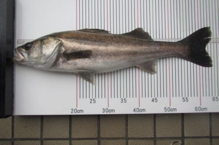 オリジナルメーカー海づり公園(市原市海づり施設) 釣果