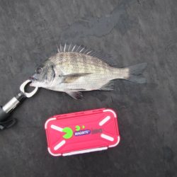 オリジナルメーカー海づり公園(市原市海づり施設) 釣果