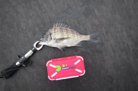 オリジナルメーカー海づり公園(市原市海づり施設) 釣果