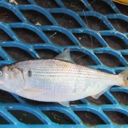 オリジナルメーカー海づり公園(市原市海づり施設) 釣果