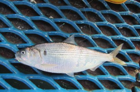 オリジナルメーカー海づり公園(市原市海づり施設) 釣果